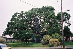 Oregon white oak