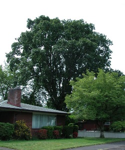 Oregon white oak