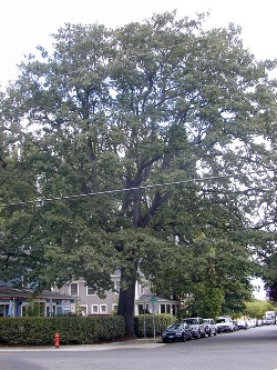 Oregon white oak