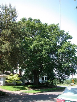 Quercus garryana 