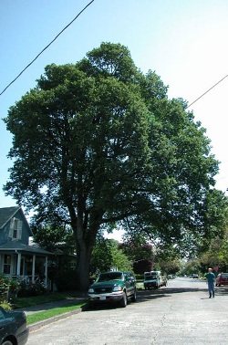 Oregon white oak