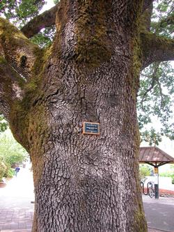 Quercus garryana 