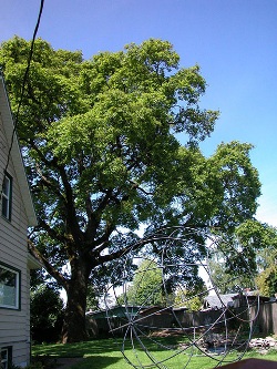 Oregon white oak