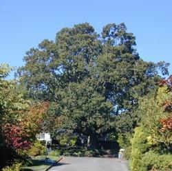 Oregon white oak