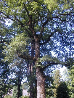 Oregon white oak 47