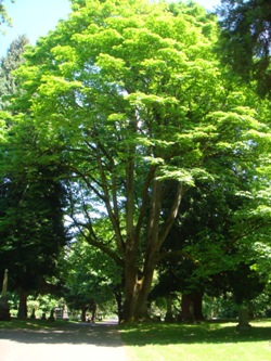 Bigleaf maple