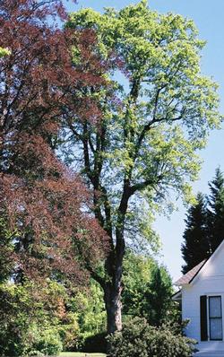 Oregon white oak