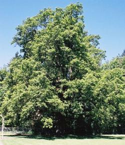 Oregon white oak