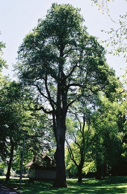 Oregon white oak