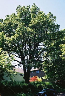 Quercus garryana 