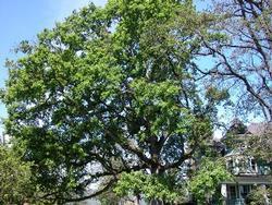 Oregon white oak