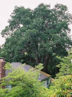 Oregon white oak 60