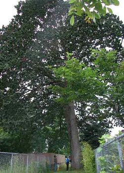 Oregon white oak