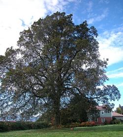 Oregon white oak