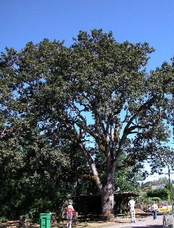 Oregon white oak