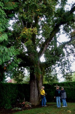 Oregon white oak 99