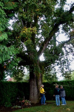 Oregon white oak