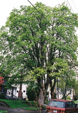 Sycamore maple