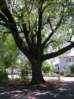 River birch