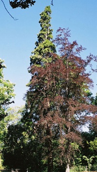 Incense cedar