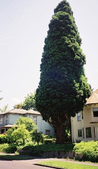 Incense cedar