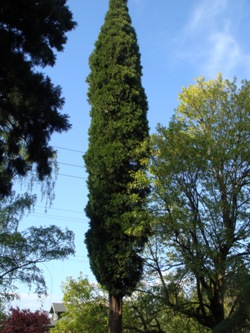 Incense cedar