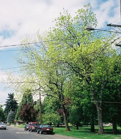 Carya illinoinensis 