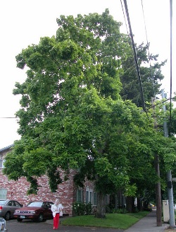 Carya ovata 