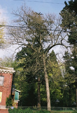 Shagbark hickory