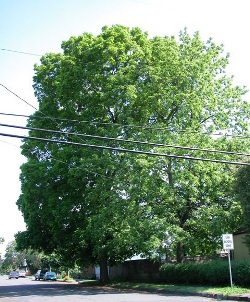 Carya tomentosa 