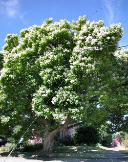 Catalpa bignonioides 