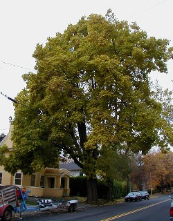 Northern catalpa