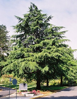 Cedrus deodara 