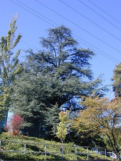 Cedar of Lebanon