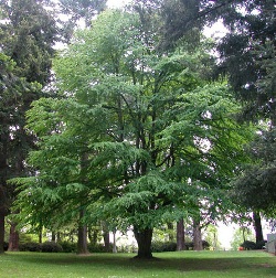 Cercidiphyllum japonicum 