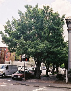 Crataegus x lavallei 