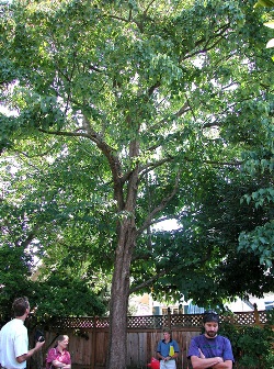 Hardy dove tree