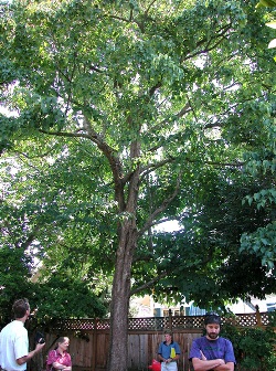 Davidia involucrata var. vilmoriniana 