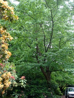 Davidia involucrata 