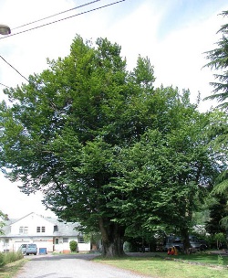 European beech