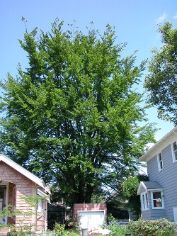 European beech