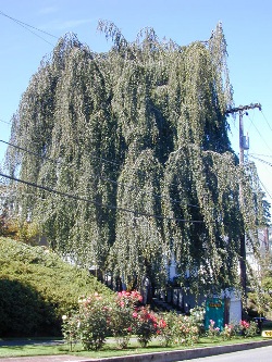 Fagus sylvatica f. pendula 