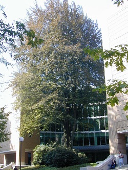 Fagus sylvatica f. purpurea 