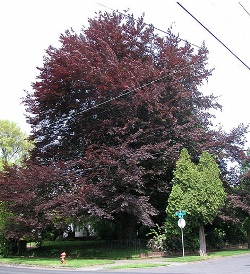 Copper beech