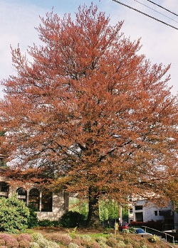 Copper beech