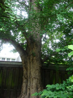 Ginkgo biloba 