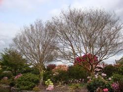 Lagerstroemia indica 