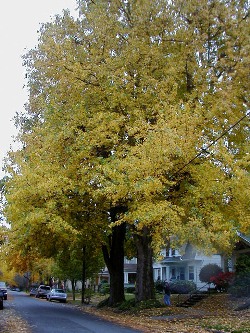 Liquidambar styraciflua 