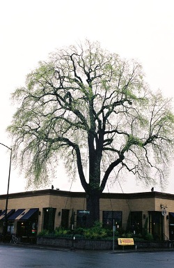 Liriodendron tulipifera 