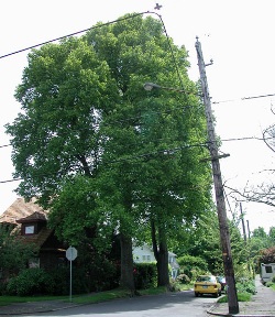 Tulip tree